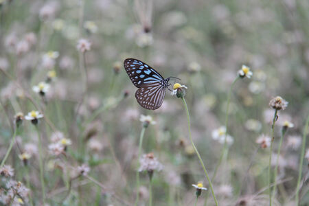 butterflyの写真素材