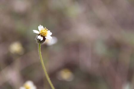 Coatbuttonsの写真素材