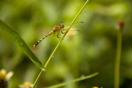 dragonflyの写真素材