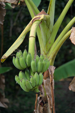 Cultivated bananaの写真素材