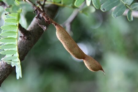 Citrus fruitsの写真素材