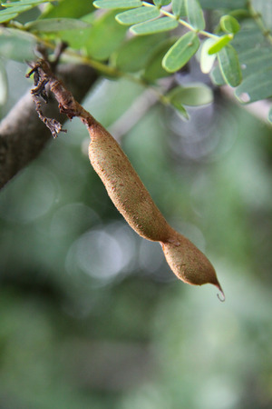 Citrus fruitsの写真素材