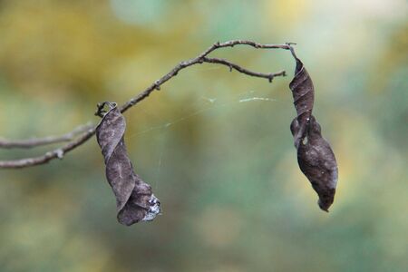 Dry leafの写真素材
