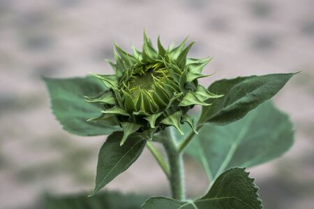 Budding sunflower on blur backgroundの写真素材