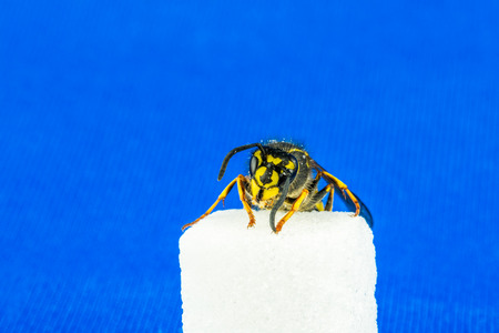 One wasp close up, sitting on a sugar cube with blue background.の写真素材