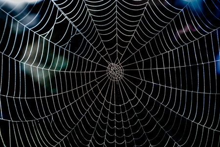 Shiny spider web with morning dew and dark background.の写真素材