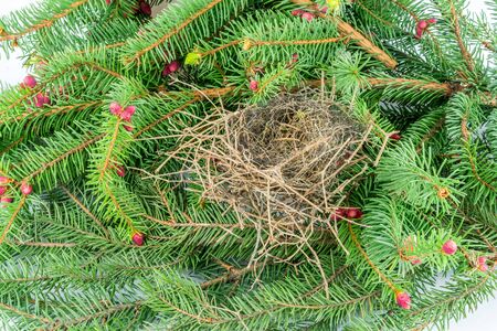Close up of empty bird´s nest on flowering fir branch with red cones. Shot slightly from the side, studio shot.の写真素材