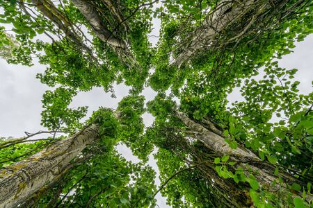 Perspective in nature, looking up at four large giant leaf trees against pale sky.の写真素材