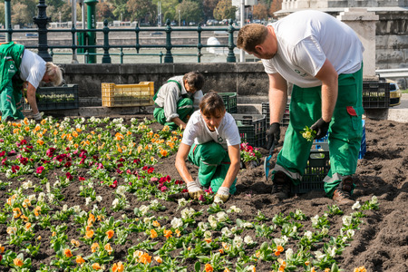 Budapest, Hungary - September 27, 2017: Close up front view of two female and two male caucasian garden workers who plants colorful plants in a flowerbed in Budapest Hungary to embellish a public area in the city next to the Danube river.のeditorial素材