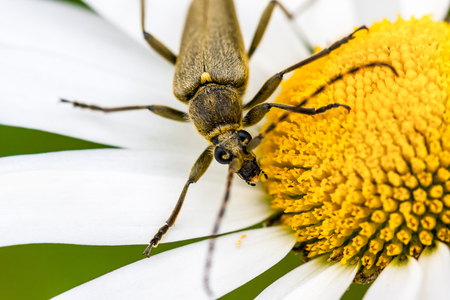 Summer macro close-up of a beetle bug outdoors on a yellow flower with white petal.の写真素材