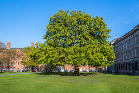 DUBLIN, IRELAND - APRIL 22, 2016: Front view of a large tree on a green lawn at Trinity College with buildings and incidental people in the background in Dublin Ireland April 22, 2016.のeditorial素材