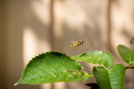 Summer garden closeup of a hovering flower bee fly in mid-air over a green leaf.