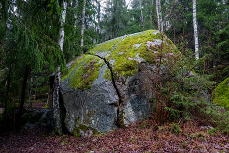 Wilderness woodland scene. A large boulder stone with a deep crack covered with moss.の写真素材