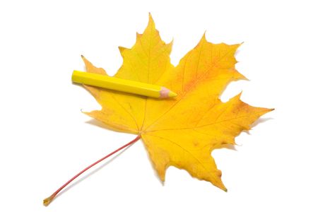 yellow pencil on yellow maple leaf, paint, isolated on whiteの写真素材