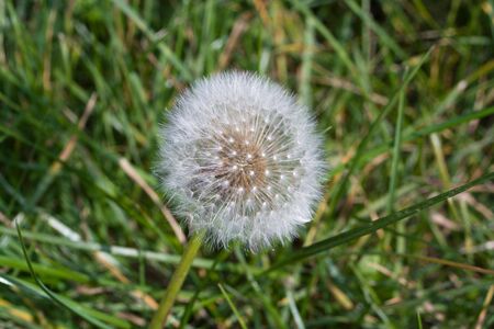 old dandelion over green grass, flower, natureの写真素材