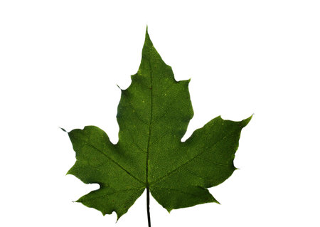 green maple leaf isolated on white, sanny, summerの写真素材