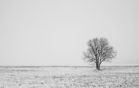 winter landscape with lonely tree in fieldの写真素材
