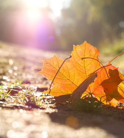 close-up fallen leafs at dawnの写真素材