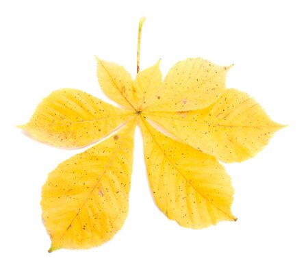 close-up yellow chestnut leaves, isolated on whiteの写真素材
