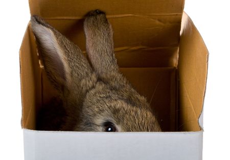 close-up bunny on box as gift, isolated on whiteの写真素材
