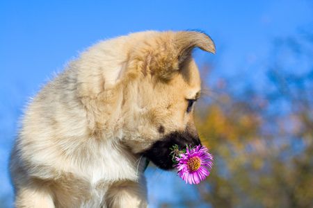 puppy dog hold flower in mouth on blue sky backgroundの写真素材