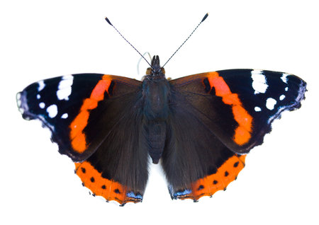 painted lady butterfly (cynthia cardui), isolated on white