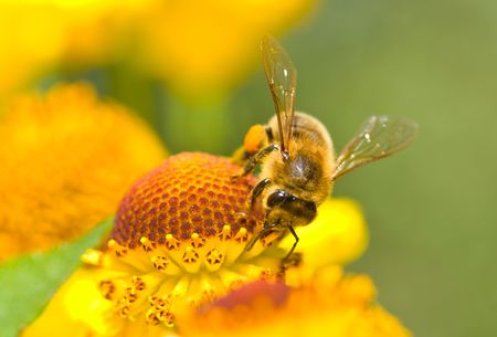 close-up a small bee on the yellow flower の写真素材