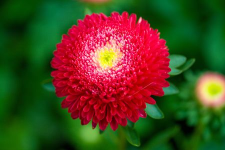 red aster on green grass backgroundの写真素材