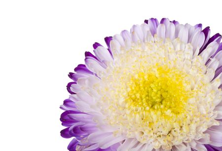 close-up single purple-white aster isolatedの写真素材