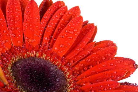 part of red gerbera with drops of water, isolated on whiteの写真素材
