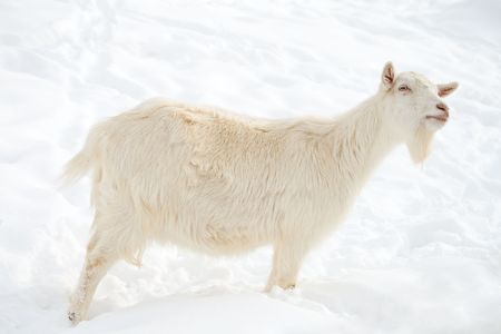 close-up white goat walking on snowの写真素材