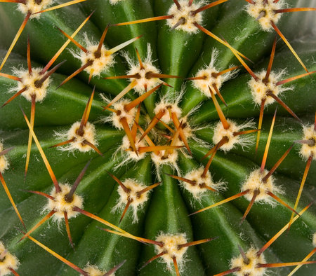 cactus texture view from above