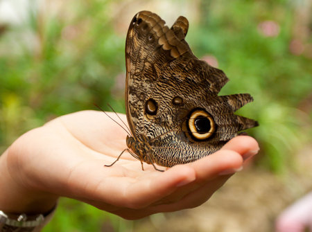caligo memnon butterfly sitting on woman hand