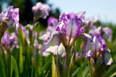 close-up purple irises on fieldの写真素材