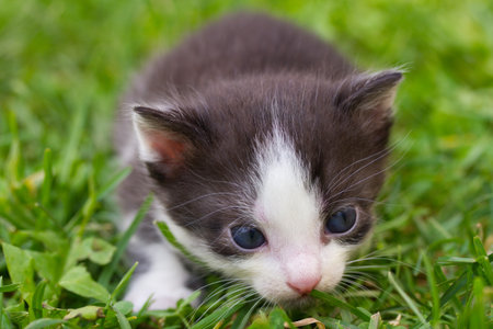 close-up black and white kitten in grassの写真素材