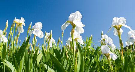 white irises against a blue skyの写真素材