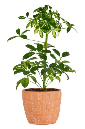 schefflera in pot, isolated on whiteの写真素材