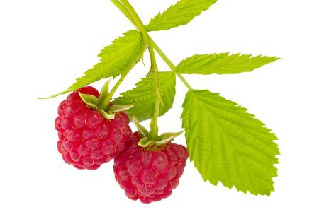 branch of two ripe raspberries with leaves, isolated on whiteの写真素材