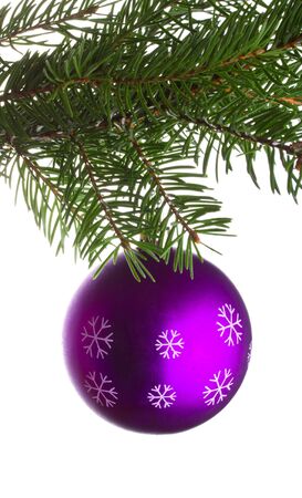 close-up purple ball on fir tree branch, isolated on whiteの写真素材