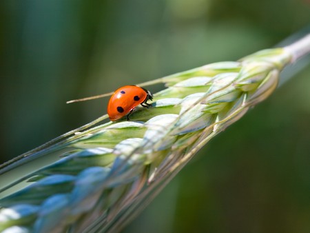 close-up ladybird on wheat ear, selective focusの写真素材