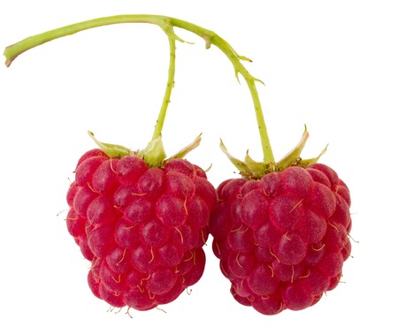 branch of two ripe raspberries, isolated on whiteの写真素材
