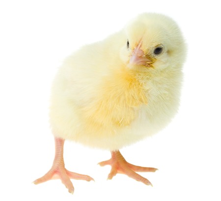 curious yellow chicken, isolated on whiteの写真素材