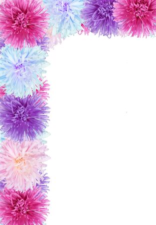 frame from aster flowers, isolated on whiteの写真素材
