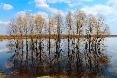 many trees in water-meadowの写真素材