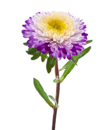 single purple-white aster isolatedの写真素材