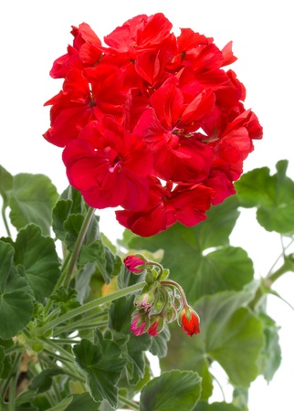 close-up geranium flowers, isolated on whiteの写真素材