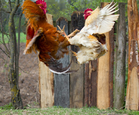 two cocks fighting  in flyの写真素材