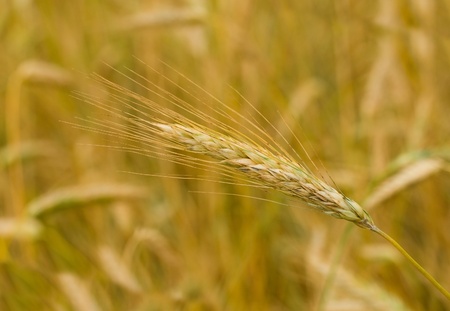 close-up ear of rye in field, selective focusの写真素材