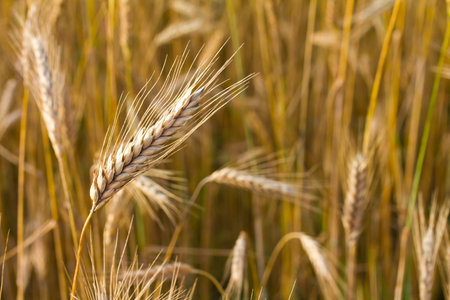 close-up ears of wheat in fieldの写真素材