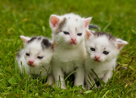 close-up black and white kittens on green grassの写真素材